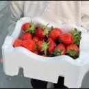 안성농장 | 안성청정딸기농원 안성 딸기체험 후기~! 아이와 다녀온 농장체험