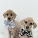 몽몽하개 이미지