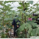 등불농장 이미지