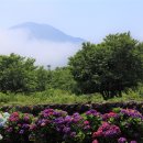 수국에 물들다 (제주 안성리 수국길 ) 이미지