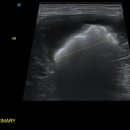 강서YD동물의료센터 이미지
