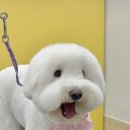 도그메종 이미지