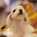 도그살롱 이미지