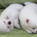 뽀송뽀송 이미지