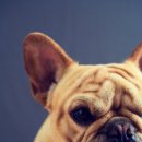 불독(bulldog) 이미지