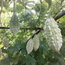 여주-0045 네이버블로그