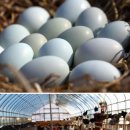 영남이네농장 이미지