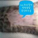 리본동물병원 이미지