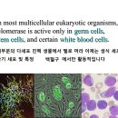 telomerase 텔로머라제 1 이미지