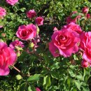 장미공원A 이미지