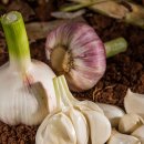 적보농장 | 햇마늘 서산마늘 장아찌용햇마늘 수확시기가 다가오니 예약판매할께유~~