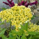 맨드라미 화단 이미지