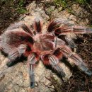 레드로즈 이미지