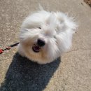 나무애견유치원 이미지