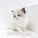 하나행운켄넬 | 광주러시안블루분양 장난감을 마음껏 활용하며 노는 시간