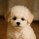 아기강아지 이미지