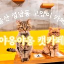 야옹야옹 이미지