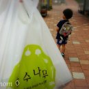국수나무 장기점 네이버블로그