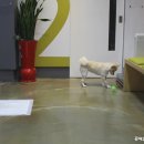 서부종합동물병원 네이버블로그