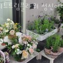 스위트드림플라워 이미지