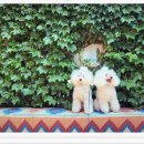 #아름답개 이미지