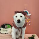 댓츠댕댕스쿨 이미지