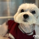 넬동물의료센터 이미지