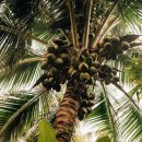 한국 SGI 이미지