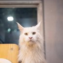 헤어볼하우스 이미지