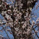 벚나무공원 화장실 이미지