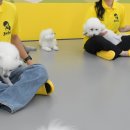 옐레드 애견유치원&애견호텔 대구신월성점 이미지