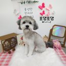 포댕포댕 이미지