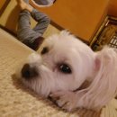 곰사냥을떠나자펜션 | [경기/가평펜션] 스파+찜질방+수영장 리얼후기! 곰사냥을떠나자펜션!