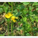 애기똥풀 이미지