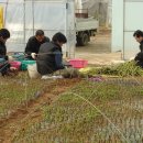 목화농원 이미지