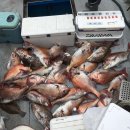 엘제이라이니(주) | ★낚시인들의 시즌!NO.2참돔낚시 꿀팁전수★