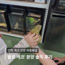 욜로게코 | 인천 게코 전문 파충류샵 욜로게코｜크레스티드게코 분양부터 핸들링까지 후기