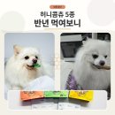 pet63다5174 | 바이레프 허니콤츄 내돈내산 후기, 강아지 덴탈껌 5종 반년 먹여보니