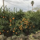 제주도한달살기 이미지