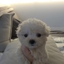 마산강아지분양 뽀뽀애견 | 마산강아지분양 말티푸분양 말티푸 데려온 이야기