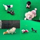 놀러오개 불로점 이미지