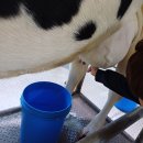 용인목장 이미지