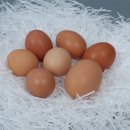 산야유정란 이미지