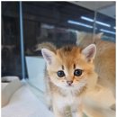 미앤유펫 강아지 고양이 원주점 이미지