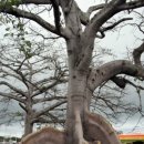 마다가스카르의 식인나무 이미지
