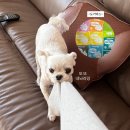 [도거박스]기호성 끝판왕! 수의사 추천 도거박스 강아지신장화식 8종 샘플팩 솔직 후기🐾