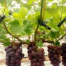 담비네농장 이미지