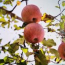 만양농장 이미지