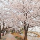 9 월 박무 '美國에도제주 왕벚꽃축제 이미지