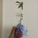 범수농장 | 범수 농장에서 레몬 유칼립투스 산 후기